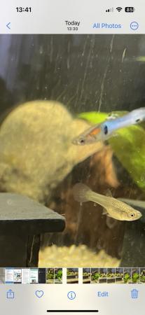 Image 1 of Japanese blue tail Endlers. £5 pair