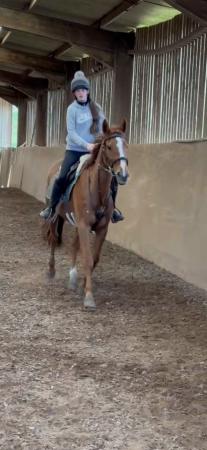 Image 3 of Gorgeous 8 year old mare