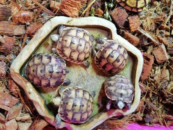 Image 3 of Baby Tortoises, Hatched 2023, Plus Set-Up