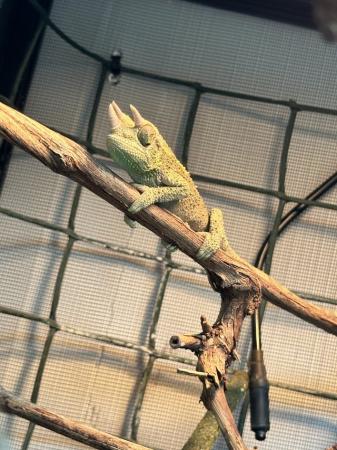 Image 3 of Young Male Jackson chameleon