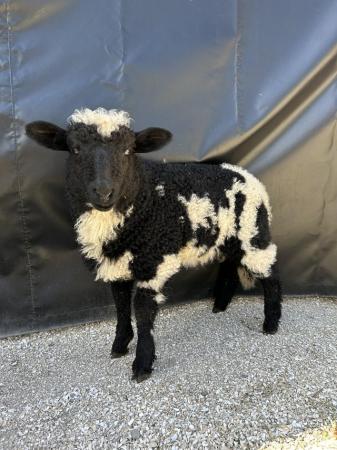 Image 3 of Twin Valais Blacknose x Dutch Spotted Wether Lambs