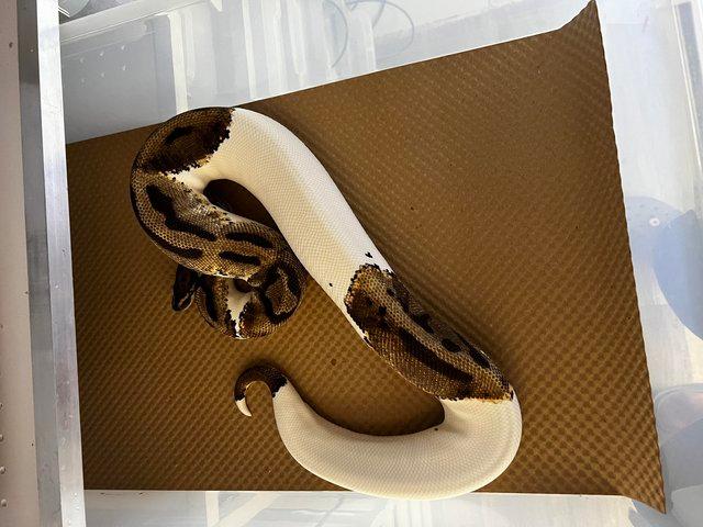 Preview of the first image of Female Pastel Pied Royal Python.