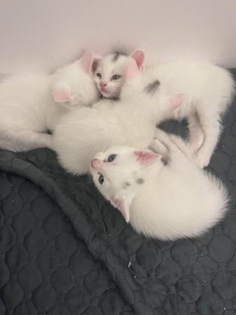 Image 5 of 6week old male kittens ready to go in 2weeks
