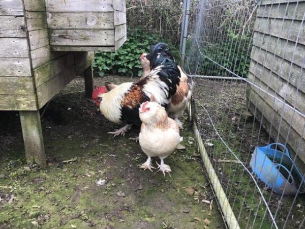 Image 25 of Pure breed hatching eggs Large fowl