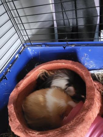 Image 5 of 6 month old Guinea Pigs