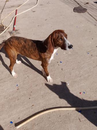 Image 1 of BENNY, HOUND DOG FOSTERED IN DUNDEE
