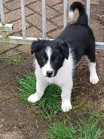 Image 1 of 9 week old black and white border collie puppies