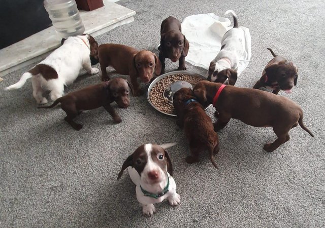 Image 12 of 8 week old mini dach x Springer spaniel pups