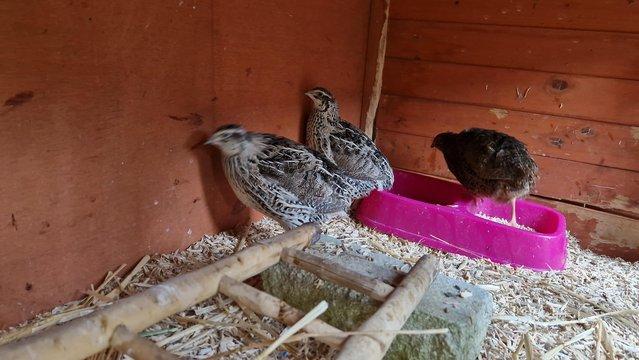 Preview of the first image of Hatching or eating quail eggs.