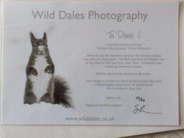 Image 2 of Wild Dales Photography Unframed Photo of Red Squirrel
