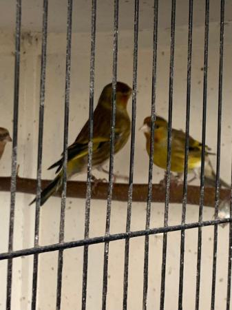 Image 1 of Goldfinch canary mules & goldfinch/bullfinch hybrid