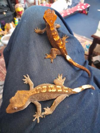 Image 1 of Dash pin flame crested gecko