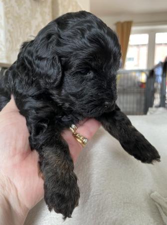Image 7 of 1 cavapoo boy puppy looking for his forever home