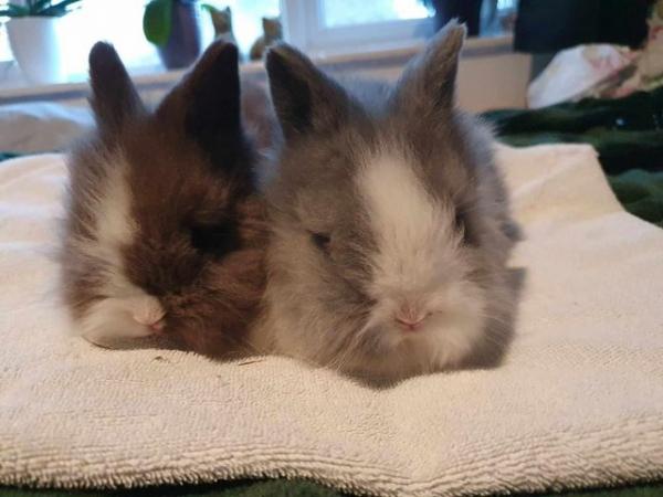 Image 4 of mini lion lop baby rabbits ready now