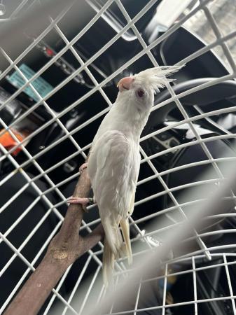 Image 2 of 2 male cockatiels with cage
