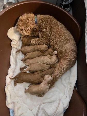 Cavapoochon toy puppies for sale - Image 7 of 12