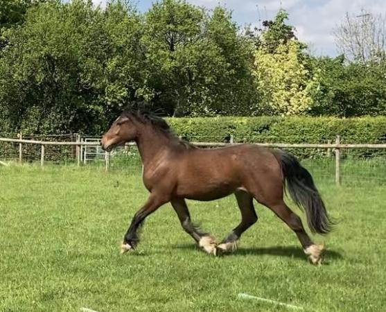 Image 5 of two year old gelding to make 14.2hh