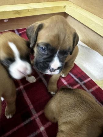 Image 11 of 2 Kc registered Boxer puppies