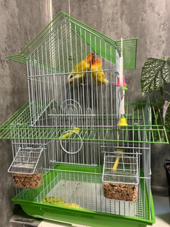 Image 3 of Pair of love birds with cage