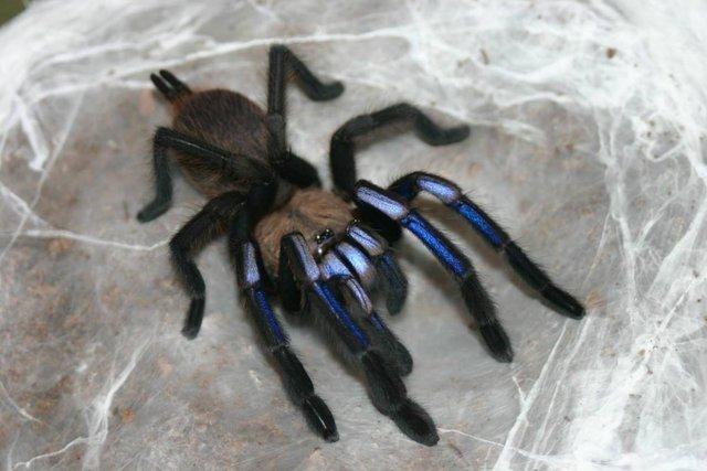 Image 4 of Chilobrachys sp. Electric Blue Adult female and more