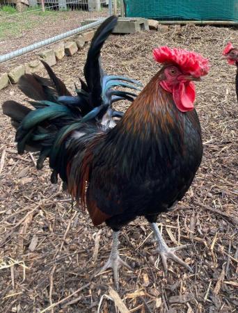 Image 2 of Rare breed Derbyshire Redcap large fowl cockerel 7 months