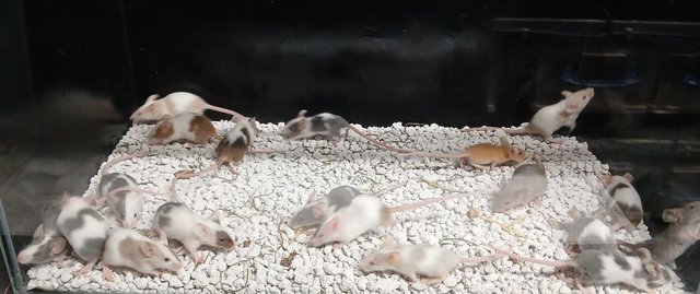 Image 10 of Baby Mice , Tri and mixed coloured