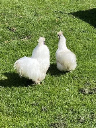 Image 2 of White silkies pair.True to breed .