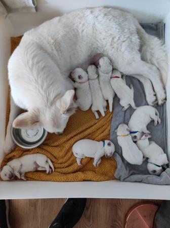 Image 12 of KC White Swiss Shepherds *Four Girls Available*