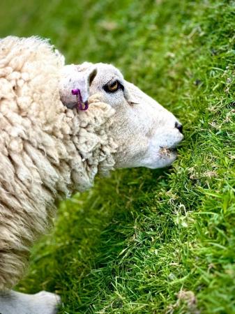 Image 4 of Texel, Southdown, Valais sheep for sale - Robertsbridge