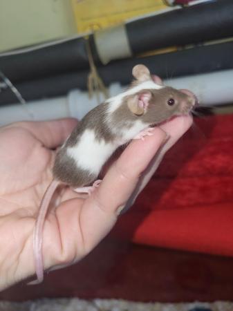 Image 4 of Friendly baby mice ready now