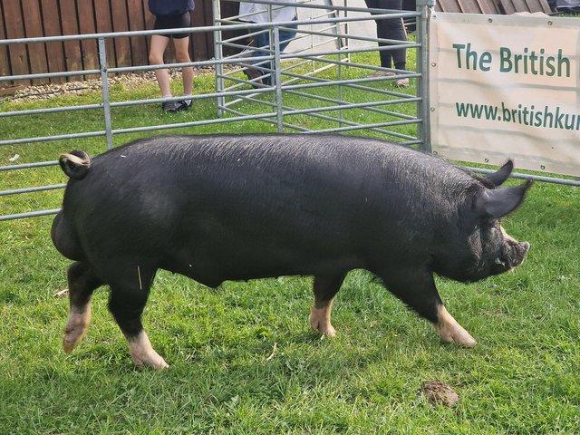 Preview of the first image of Pedigree, Proven Berkshire boar.