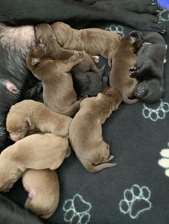 Image 3 of 2 weeks Labrador puppies