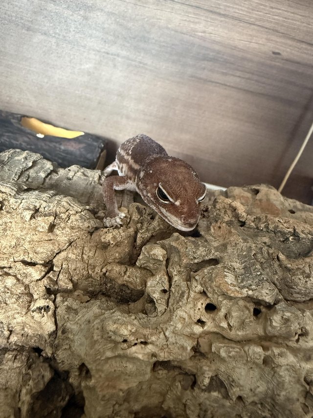 Breeding pair African fat tailed geckos 3 years old — photo 2 of 4
