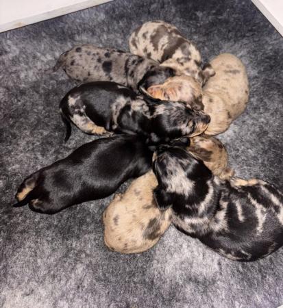 Image 7 of KC Registered Miniature Dachshund puppies.