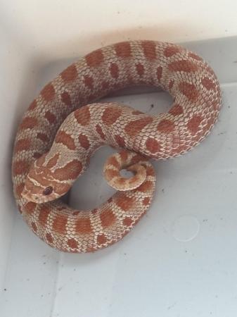 Image 4 of Hatchling CB24 Red Albino hognose