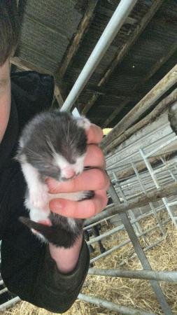 Image 2 of about 1 week old farm kittens