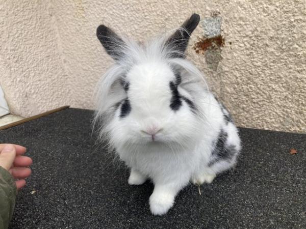 Image 1 of Lion head rabbits boys and girls available