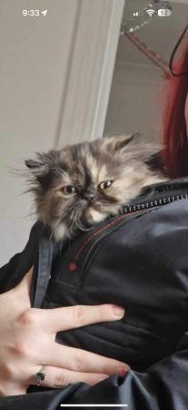 Image 2 of Gorgeous 7 month old Persian