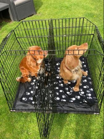 Image 7 of Dog Cage/crate Pet World double/single for car