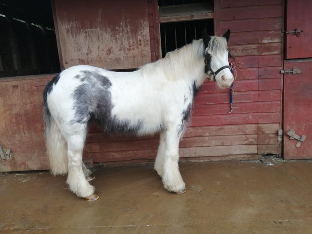 Preview of the first image of Beautiful blue and white cob mare. Ride and drive..