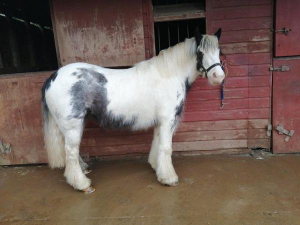 Image 1 of Beautiful blue and white cob mare. Ride and drive.