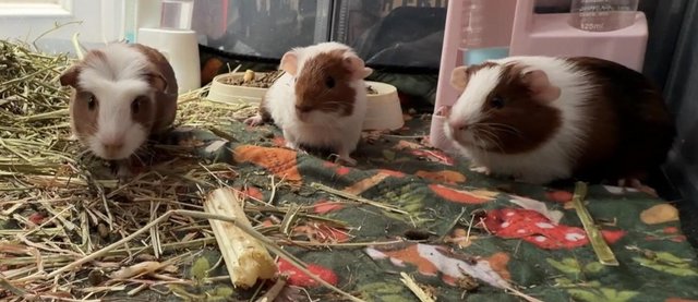 Boy and girl guinea pigs — Pets & Animals in Southend-on-Sea