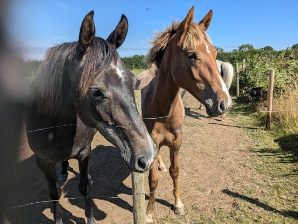 Image 6 of Dejavued Jalibert chestnut/roan gelding to make 15hh