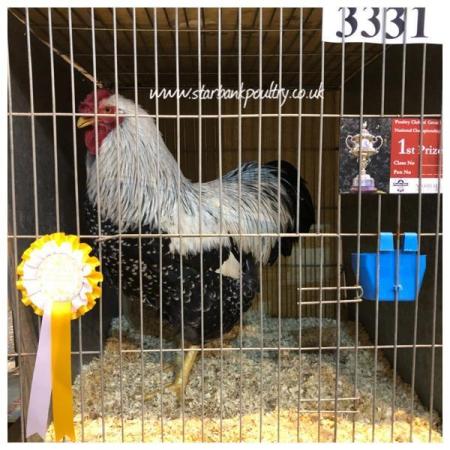 Image 42 of *POULTRY FOR SALE,EGGS,CHICKS,GROWERS,POL PULLETS*