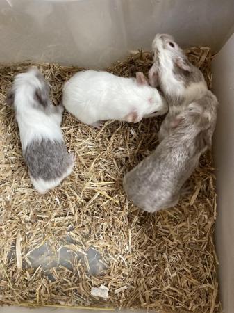 Image 5 of For Sale 4 Baby Female Guinea Pigs
