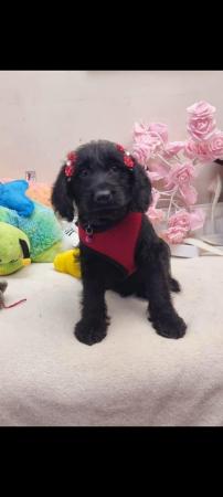 Image 2 of Adorable F1Labradoodle female puppy