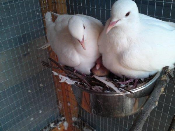Image 4 of Young White Java Doves - Born last summer