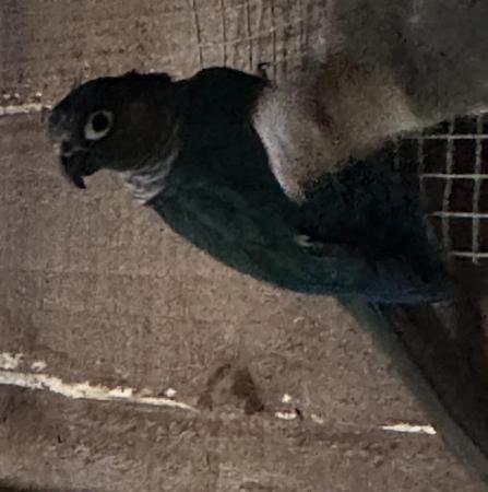 Image 1 of Blue male conure with dna