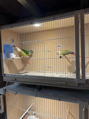 Image 4 of Pineapple Conures for sale x 3
