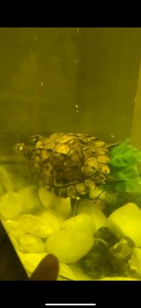 Image 1 of Map Turtle For FREE. He needs a new home!